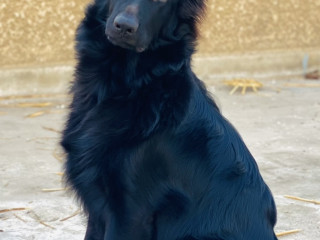 كلب رويال بلاك عمر ٨ شهور للبيع