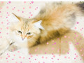 kt-shyraz-persian-cat-small-0