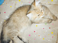 kt-shyraz-persian-cat-small-1