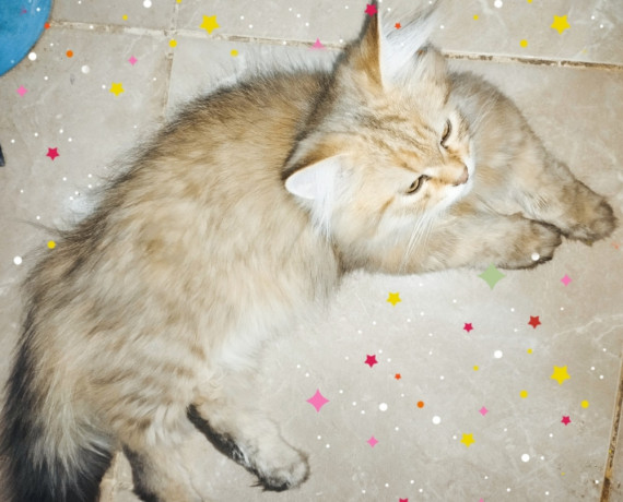 kt-shyraz-persian-cat-big-1