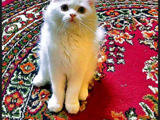 قطة شيرازي عمرها ٣ شهور للبيع