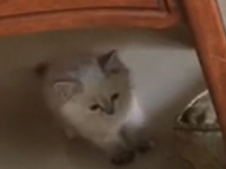 قطة شيرازي سيامي عمر شهرين للبيع