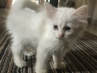 قطة شيرازي عمر شهرين للبيع